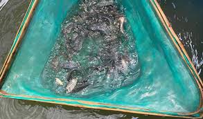 Kebutuhan Pakan Ikan Nila per 1000 Ekor
